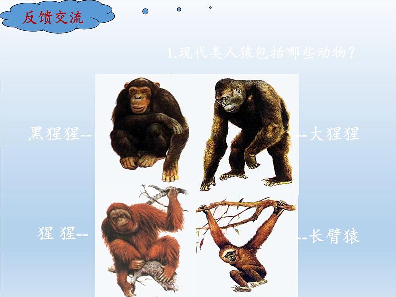 北师大版生物八年级下册 7.21.3 人类的起源与进化(1) 课件06
