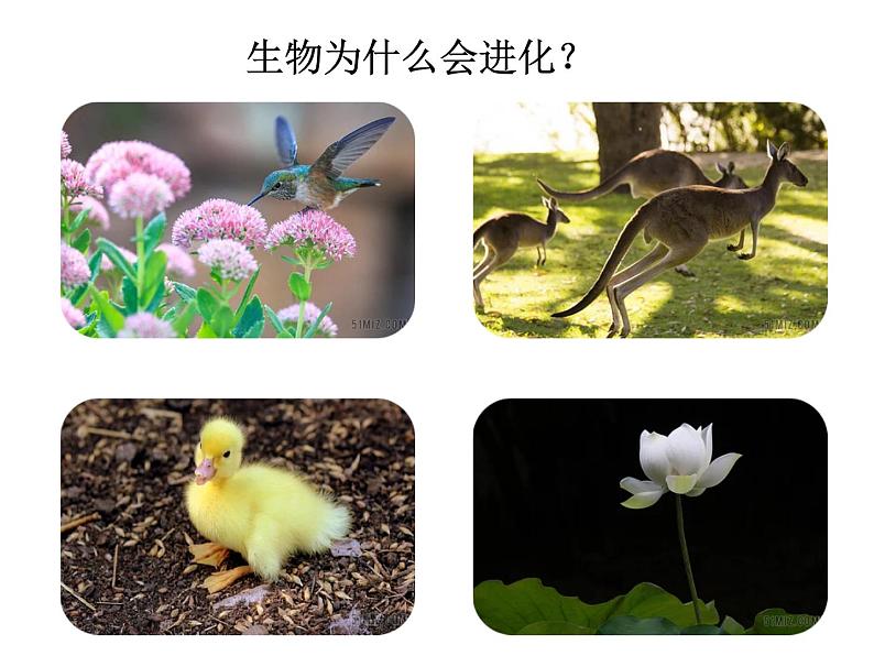 北师大版生物八年级下册 7.21.2 生物的进化(第3课时) 课件第2页
