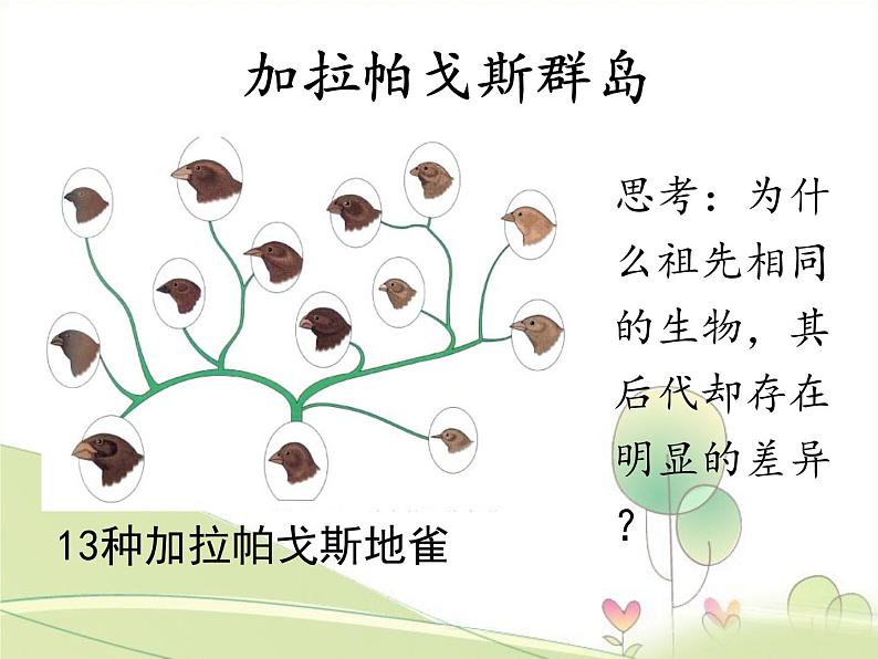 北师大版生物八年级下册 7.21.2 生物的进化(第3课时) 课件第6页