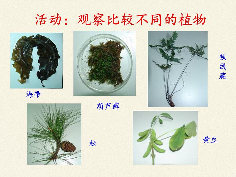 北师大版生物八年级下册 7.22.3 植物的主要类群(2) 课件第3页