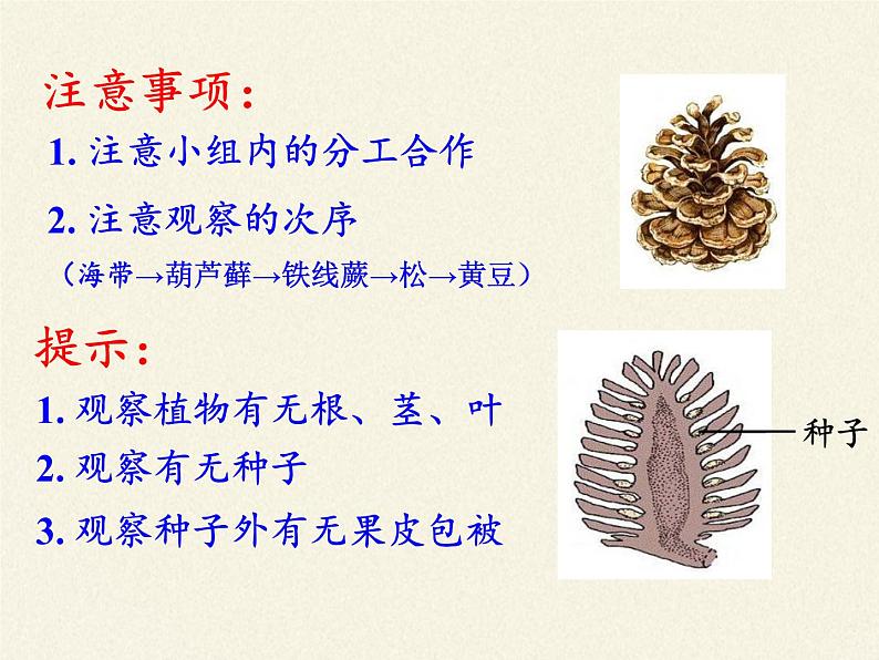 北师大版生物八年级下册 7.22.3 植物的主要类群(2) 课件第4页