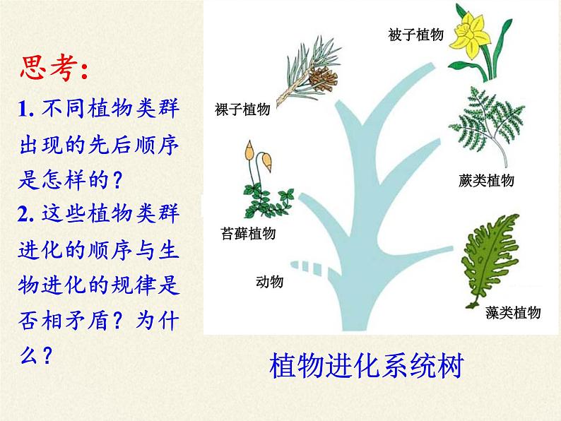 北师大版生物八年级下册 7.22.3 植物的主要类群(2) 课件第5页