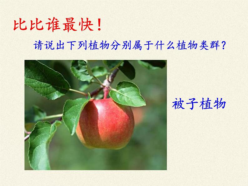 北师大版生物八年级下册 7.22.3 植物的主要类群(2) 课件第8页