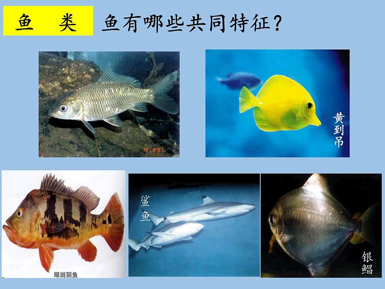 北师大版生物八年级下册 7.22.4 动物的主要类群(12) 课件第4页