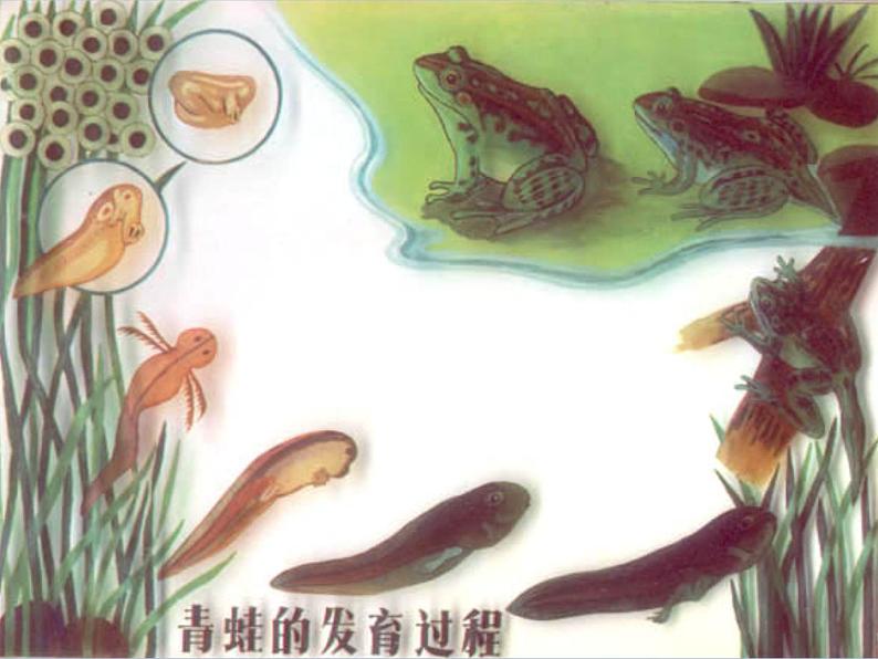 北师大版生物八年级下册 7.22.4 动物的主要类群(12) 课件第7页