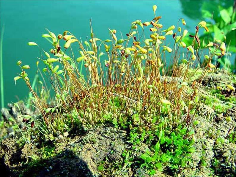 北师大版生物八年级下册 7.22.3 植物的主要类群(9) 课件第8页