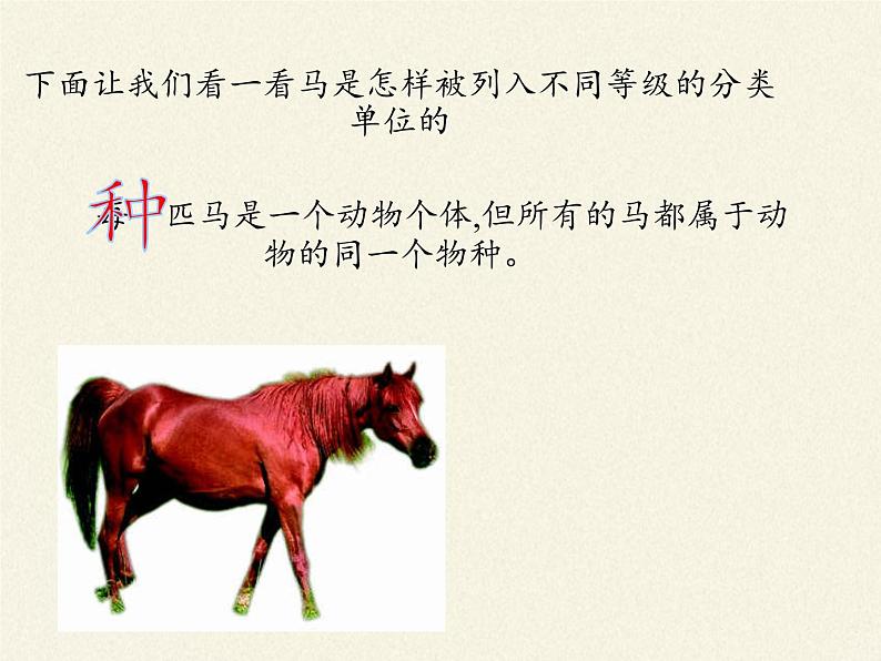 北师大版生物八年级下册 7.22.1 生物的分类 课件06