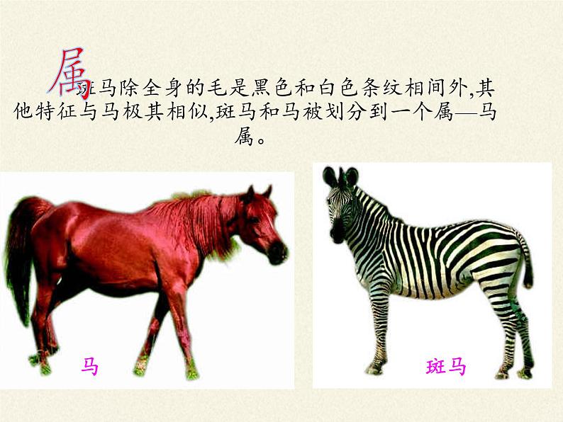 北师大版生物八年级下册 7.22.1 生物的分类 课件07