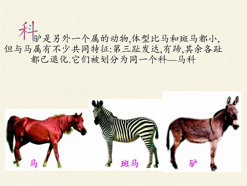 北师大版生物八年级下册 7.22.1 生物的分类 课件08