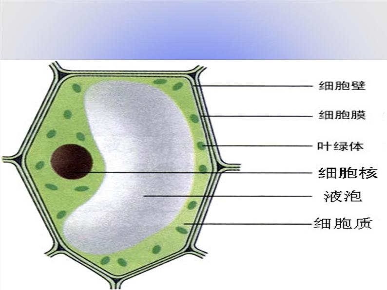 北师大版生物八年级下册 8.23.1 生物的生存依赖一定的环境(1) 课件第6页
