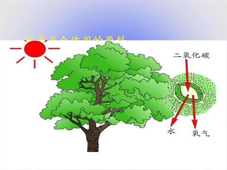 北师大版生物八年级下册 8.23.1 生物的生存依赖一定的环境(1) 课件第8页