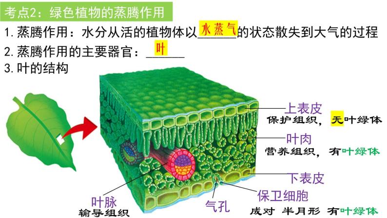 2022年中考生物一轮复习课件：专题06绿色植物与生物圈的水循环04