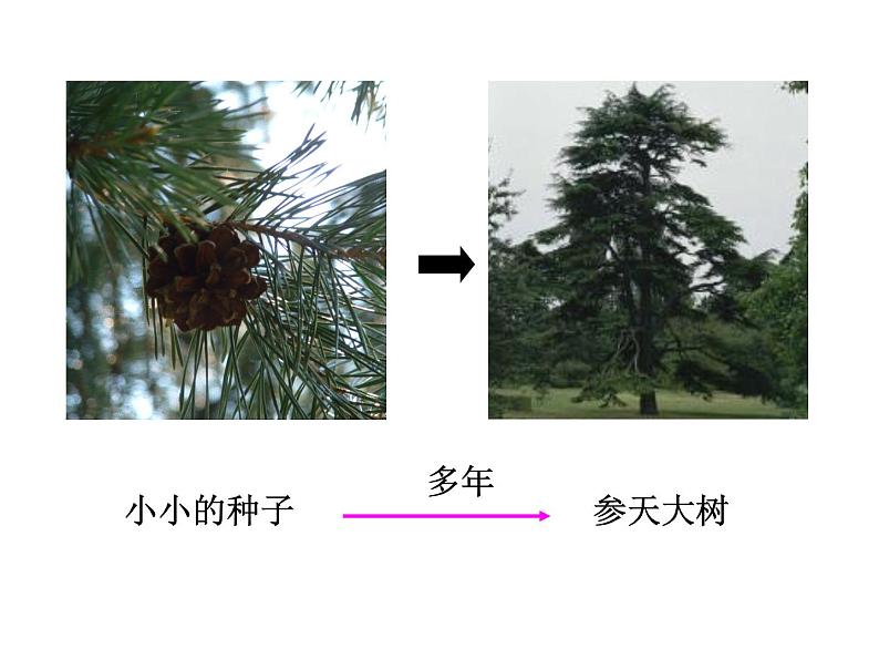 细胞通过分裂产生新细胞(50张PPT)第3页
