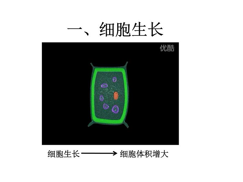 细胞通过分裂产生新细胞(50张PPT)第6页