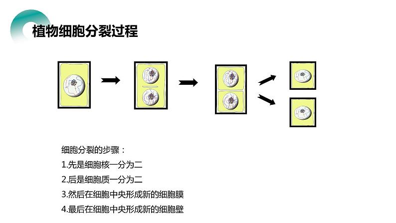 人教版生物七年级上册第四单元 细胞怎样构成生物 4.1 细胞通过分裂产生新细胞 教学PPT课件第7页