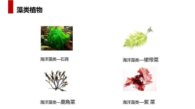 人教版生物七年级上册第五单元 生物圈中有哪些绿色植物 5.1 藻类、苔藓和蕨类植物 教学PPT课件第5页