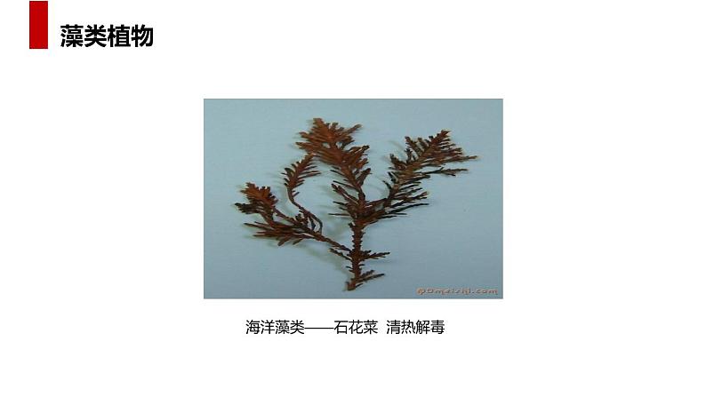 人教版生物七年级上册第五单元 生物圈中有哪些绿色植物 5.1 藻类、苔藓和蕨类植物 教学PPT课件第6页