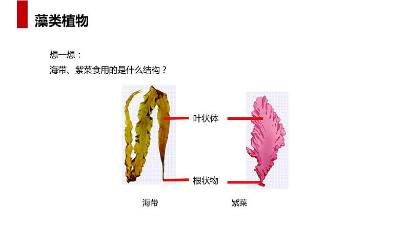 人教版生物七年级上册第五单元 生物圈中有哪些绿色植物 5.1 藻类、苔藓和蕨类植物 教学PPT课件第7页