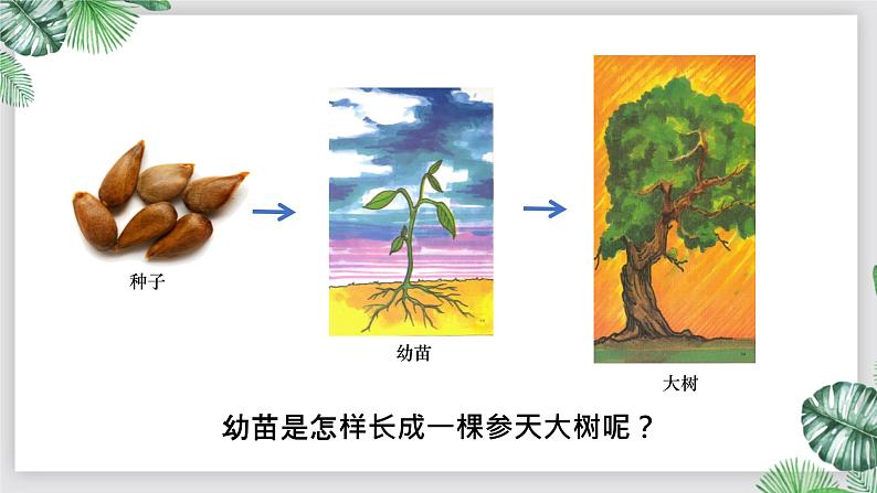人教版生物七年级上册第六单元 被子植物的一生 6.2 植株的生长 教学PPT课件第2页