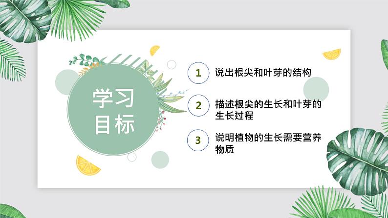 人教版生物七年级上册第六单元 被子植物的一生 6.2 植株的生长 教学PPT课件第3页