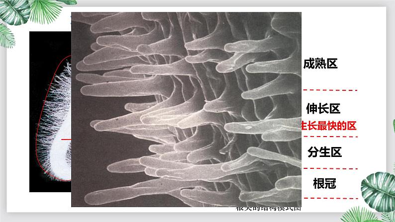 人教版生物七年级上册第六单元 被子植物的一生 6.2 植株的生长 教学PPT课件第5页
