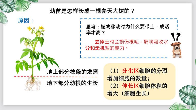 人教版生物七年级上册第六单元 被子植物的一生 6.2 植株的生长 教学PPT课件第6页
