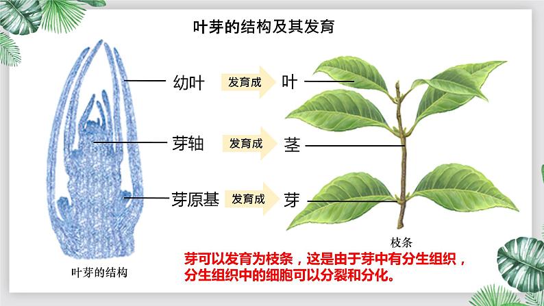 人教版生物七年级上册第六单元 被子植物的一生 6.2 植株的生长 教学PPT课件第7页