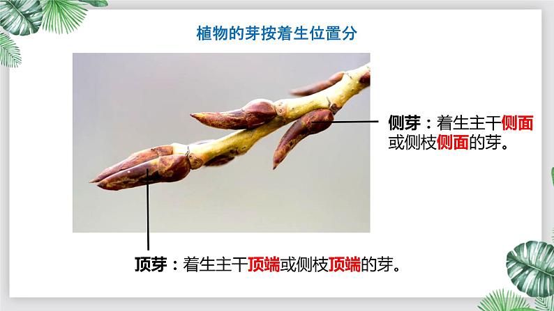 人教版生物七年级上册第六单元 被子植物的一生 6.2 植株的生长 教学PPT课件第8页