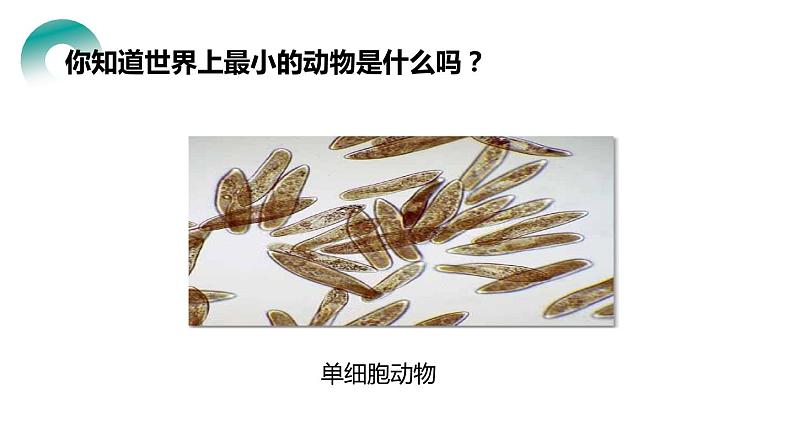 人教版生物七年级上册第四单元 细胞怎样构成生物 4.4 单细胞生物 教学PPT课件02