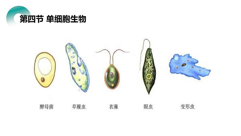 人教版生物七年级上册第四单元 细胞怎样构成生物 4.4 单细胞生物 教学PPT课件03