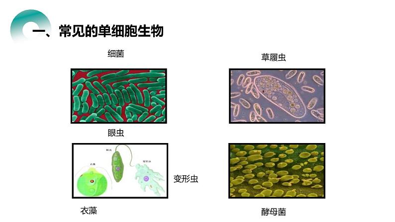 人教版生物七年级上册第四单元 细胞怎样构成生物 4.4 单细胞生物 教学PPT课件04