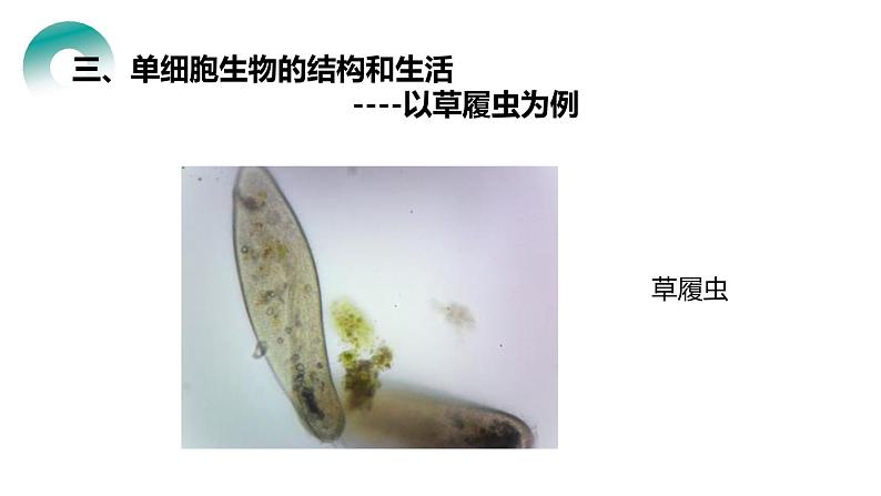 人教版生物七年级上册第四单元 细胞怎样构成生物 4.4 单细胞生物 教学PPT课件06