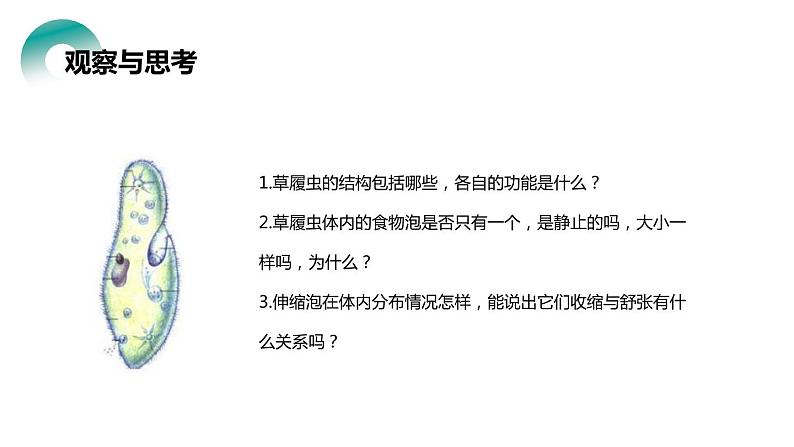 人教版生物七年级上册第四单元 细胞怎样构成生物 4.4 单细胞生物 教学PPT课件07