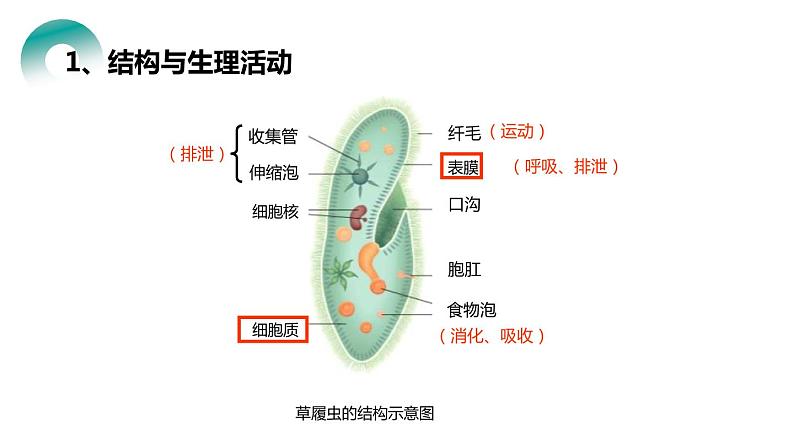 人教版生物七年级上册第四单元 细胞怎样构成生物 4.4 单细胞生物 教学PPT课件08