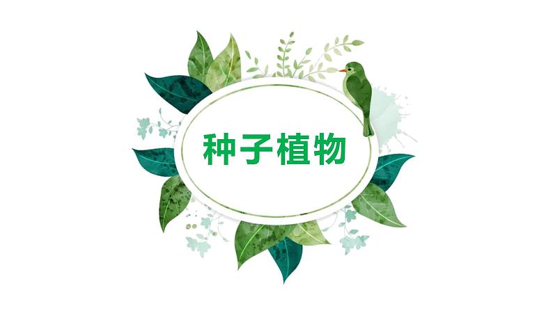 人教版生物七年级上册第五单元 生物圈中有哪些绿色植物 5.2 种子植物 教学PPT课件第1页