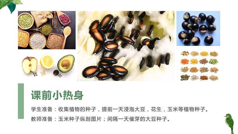 人教版生物七年级上册第五单元 生物圈中有哪些绿色植物 5.2 种子植物 教学PPT课件第2页