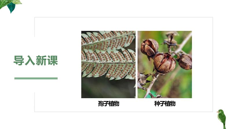 人教版生物七年级上册第五单元 生物圈中有哪些绿色植物 5.2 种子植物 教学PPT课件第3页