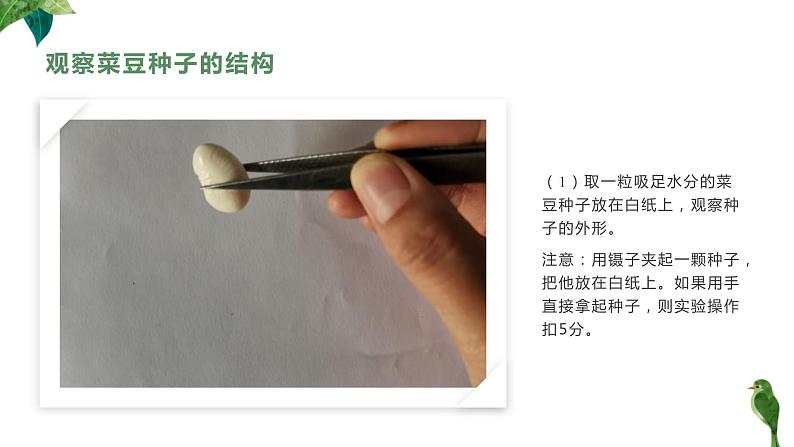 人教版生物七年级上册第五单元 生物圈中有哪些绿色植物 5.2 种子植物 教学PPT课件第6页