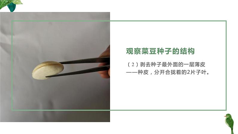 人教版生物七年级上册第五单元 生物圈中有哪些绿色植物 5.2 种子植物 教学PPT课件第7页