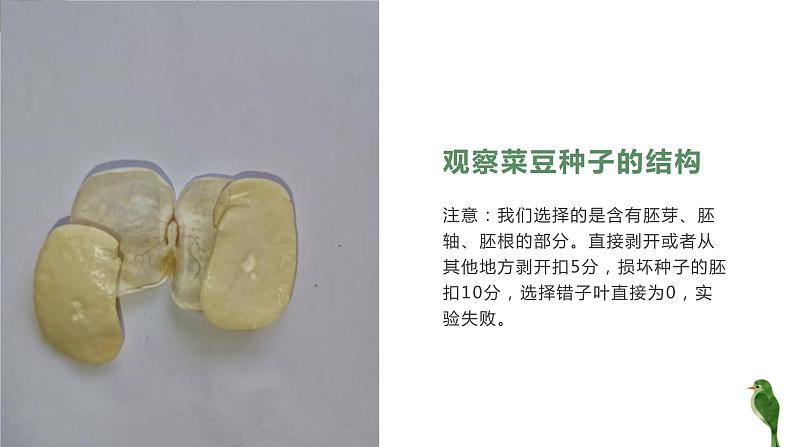 人教版生物七年级上册第五单元 生物圈中有哪些绿色植物 5.2 种子植物 教学PPT课件第8页
