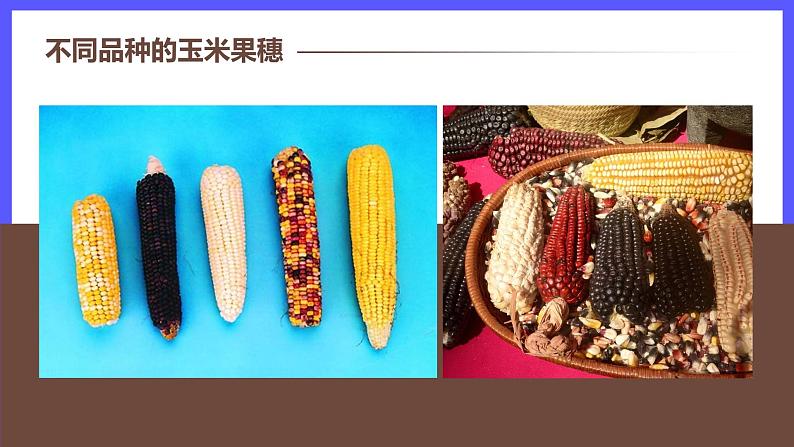 7.2.5 生物的变异 课件第4页