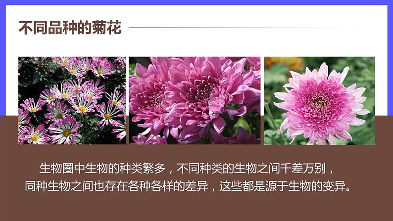 7.2.5 生物的变异 课件第5页