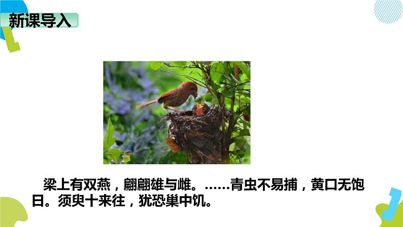 人教版生物八年级下册第一单元生物的生殖和发育 1.4 鸟的生殖和发育 同步PPT课件02