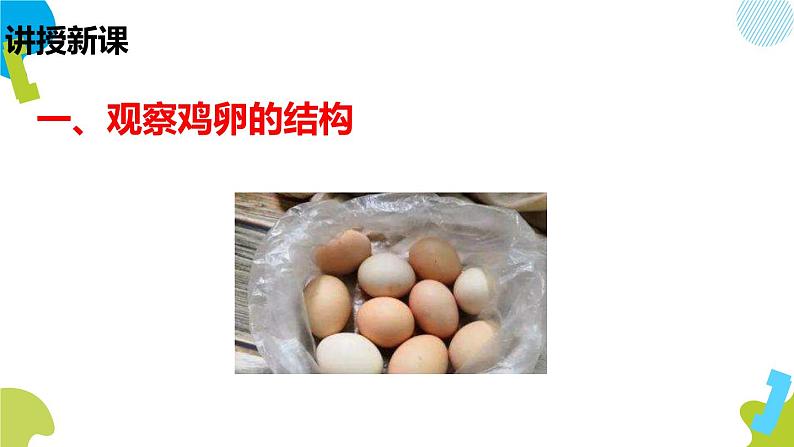 人教版生物八年级下册第一单元生物的生殖和发育 1.4 鸟的生殖和发育 同步PPT课件03