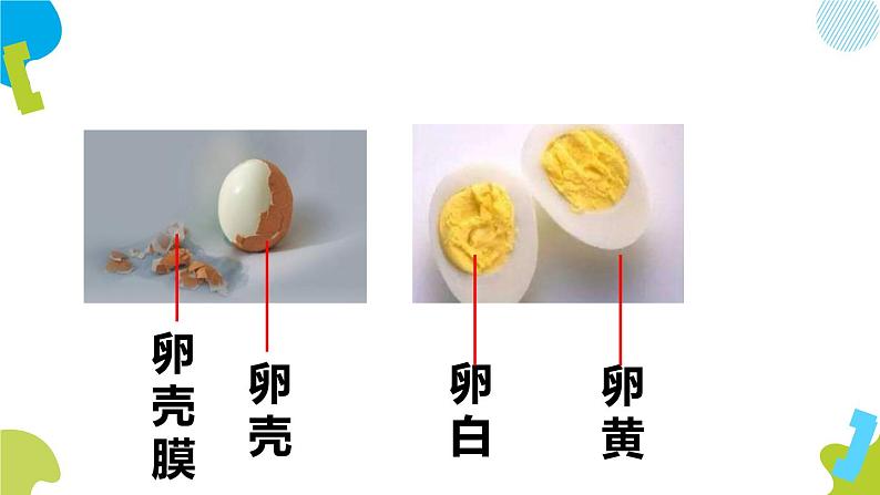 人教版生物八年级下册第一单元生物的生殖和发育 1.4 鸟的生殖和发育 同步PPT课件04