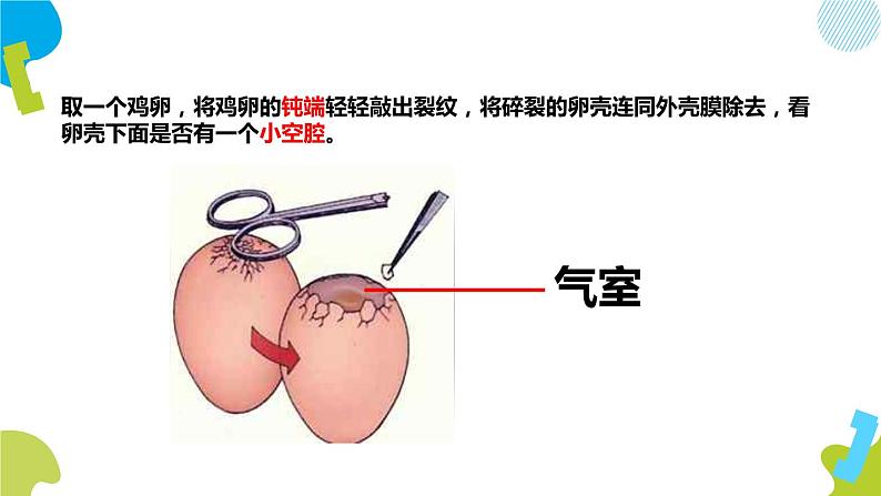 人教版生物八年级下册第一单元生物的生殖和发育 1.4 鸟的生殖和发育 同步PPT课件05