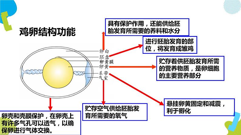 人教版生物八年级下册第一单元生物的生殖和发育 1.4 鸟的生殖和发育 同步PPT课件07