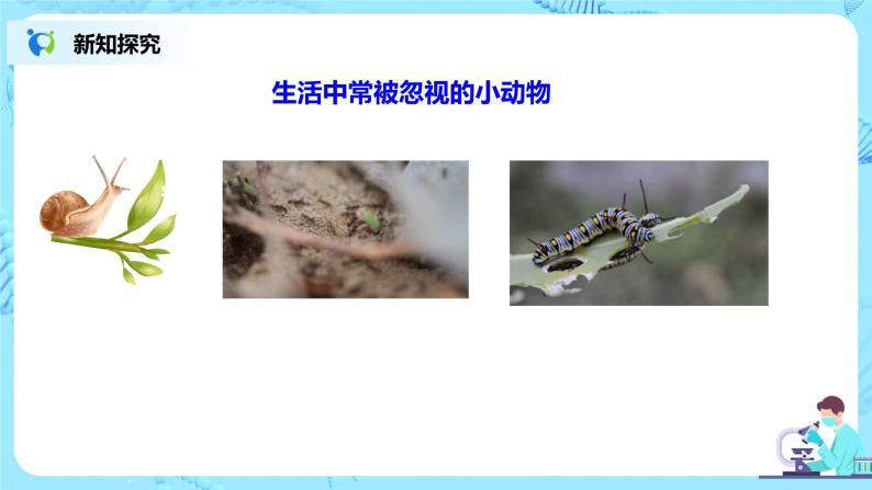 人教新版生物七年级上册《调查周边环境中的生物》课件+教案+练习07