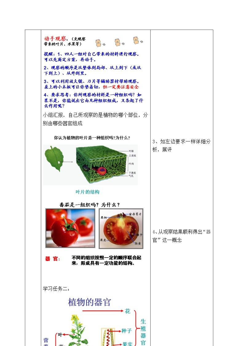 苏教版七年级生物上册 第四章 第二节 多细胞生物体的组成(1)（教案）02