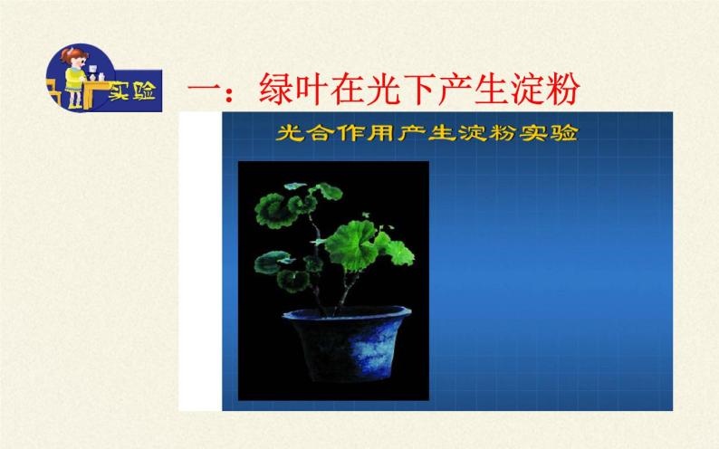 苏教版七年级生物上册 第六章 第三节  植物光合作用的实质（课件）05
